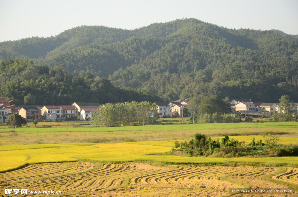 田野