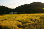 田园风光