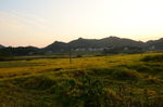 稻田