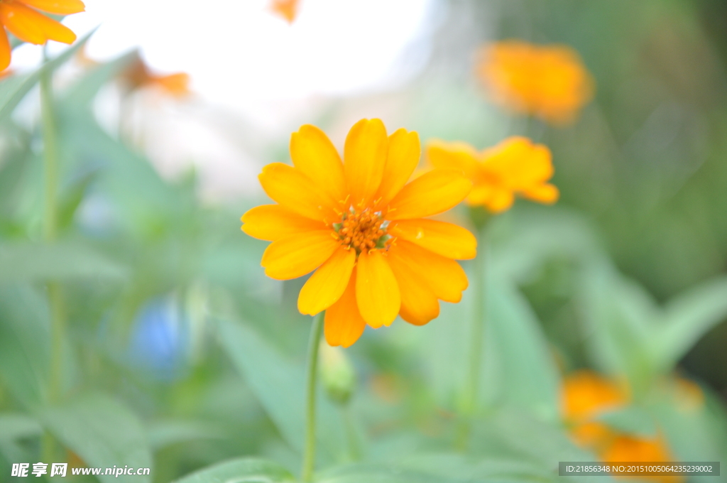 花素材