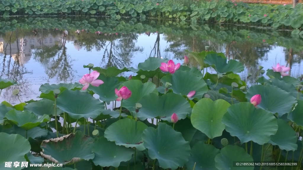 荷花