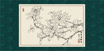 白描茶花