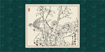 白描茶花