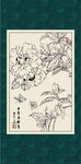 白描茶花