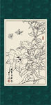 白描茶花