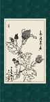 白描菊花