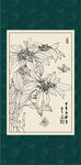 一品红