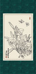 白描兰花