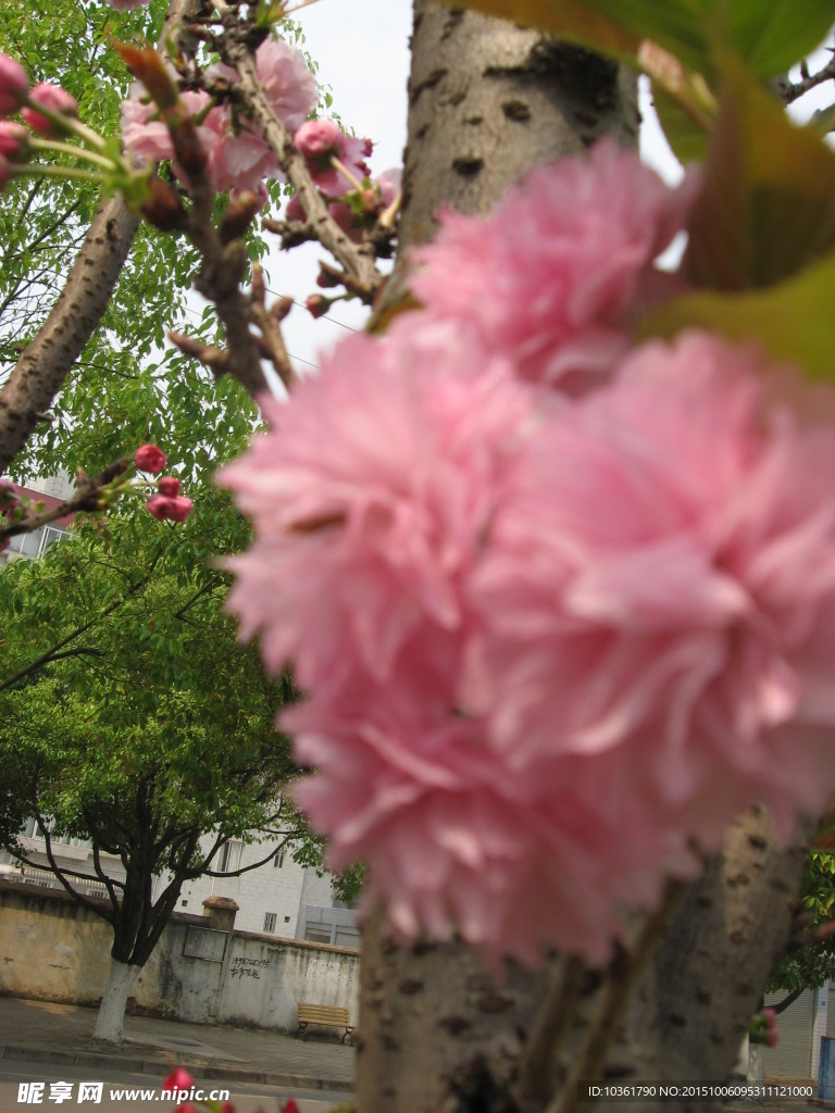 樱花
