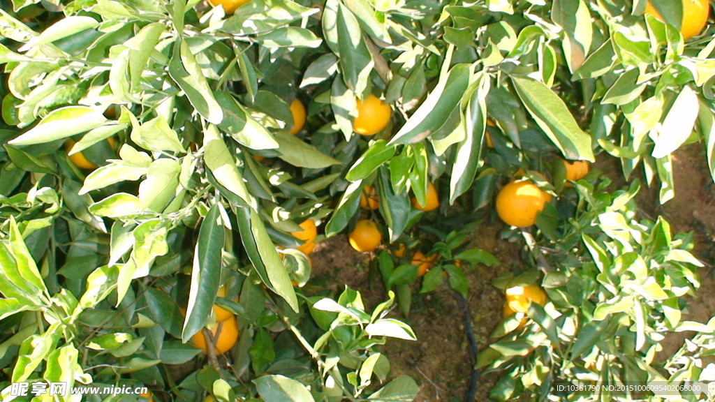 柑橘