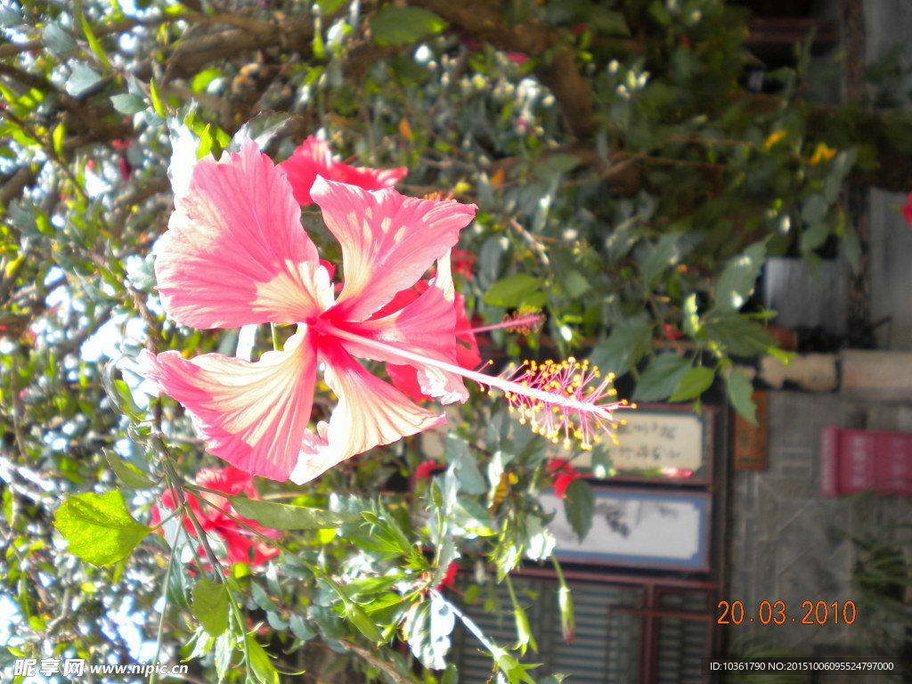 木槿