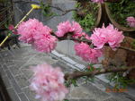 花园