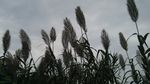 阴天下的芦竹