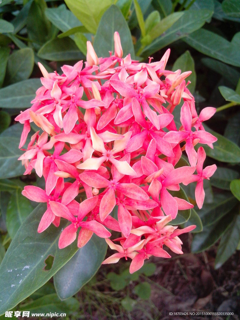 红色的花卉