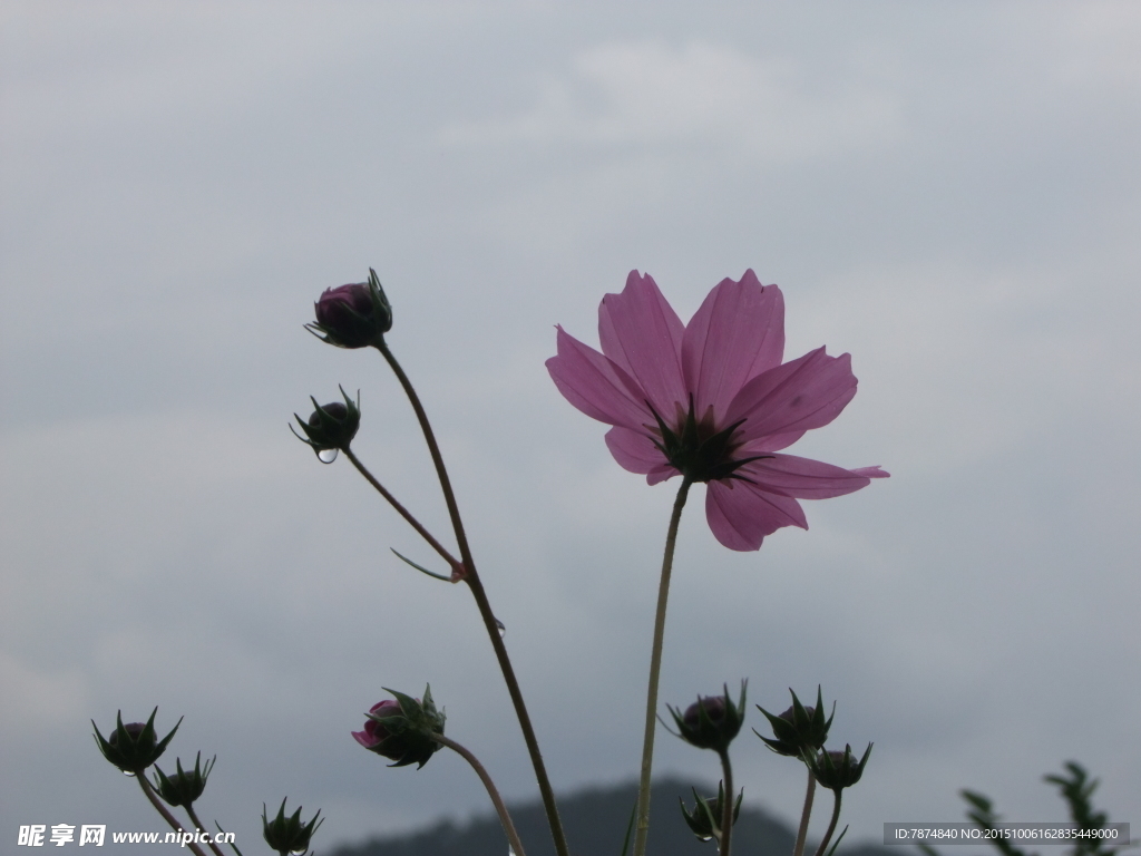 格栅花