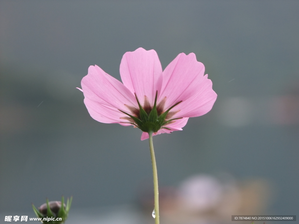 格栅花