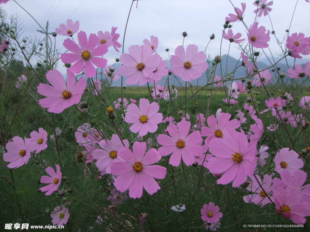 格栅花