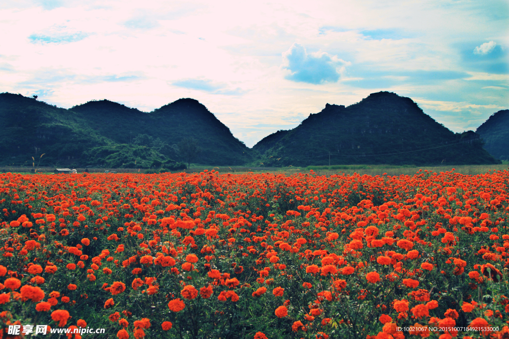 山花