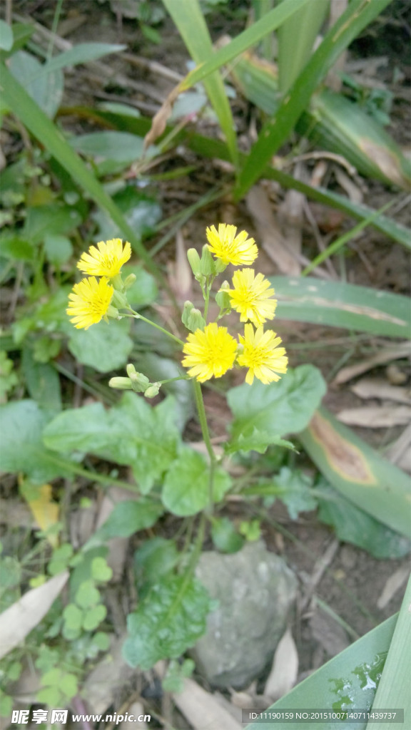 黄朵花枝
