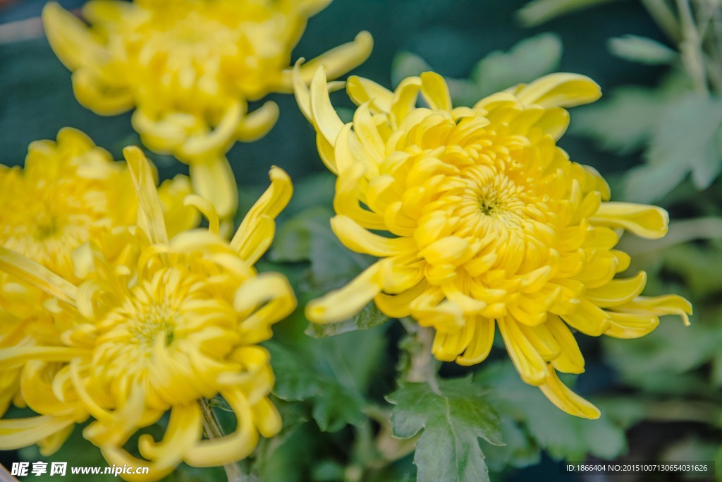 菊花