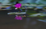睡莲