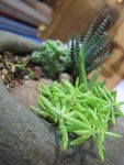 肉肉植物盆栽