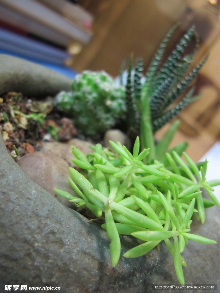 肉肉植物盆栽