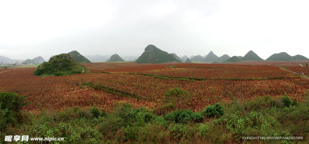 罗平风景