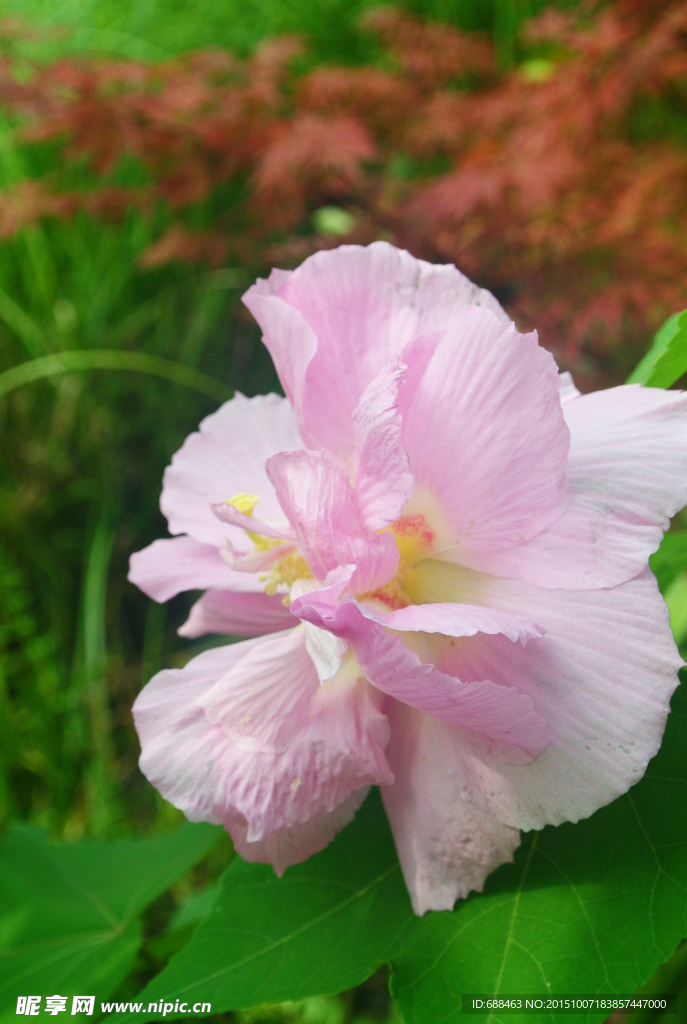 芙蓉花