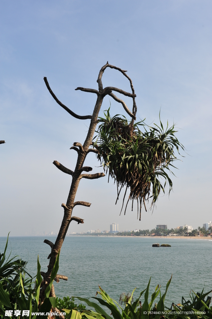 斯里兰卡海边