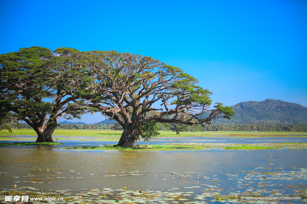 斯里兰卡蒂瑟湖