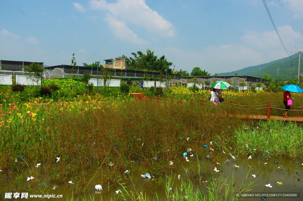 田园花海 湖上游人