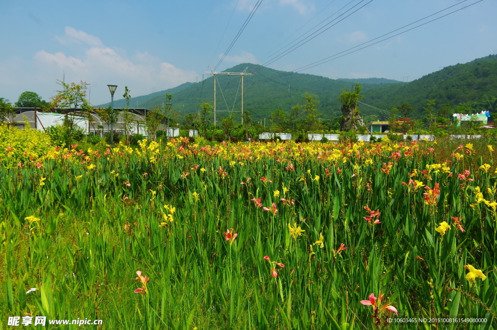 田园风光 草花绽放