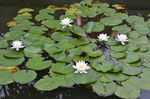 月湖睡莲