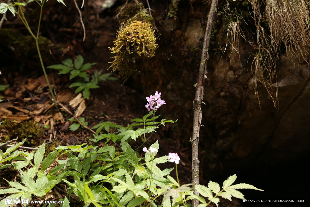 九寨沟山间野草