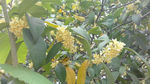 桂花树