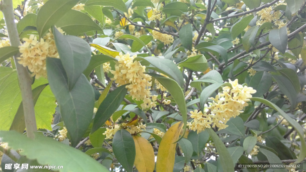 桂花树