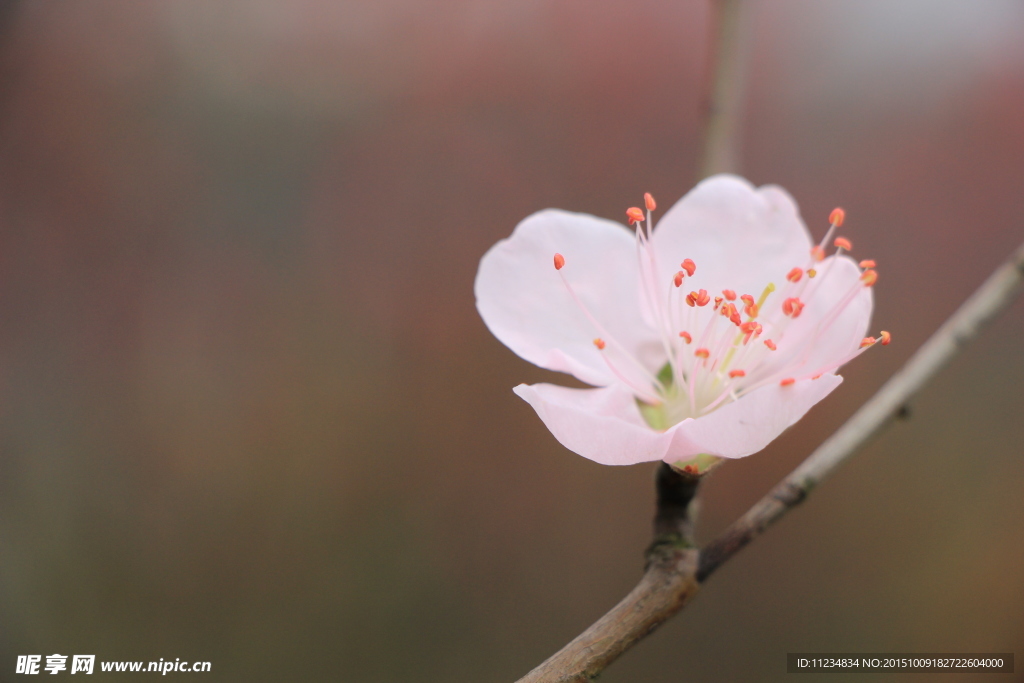 桃花