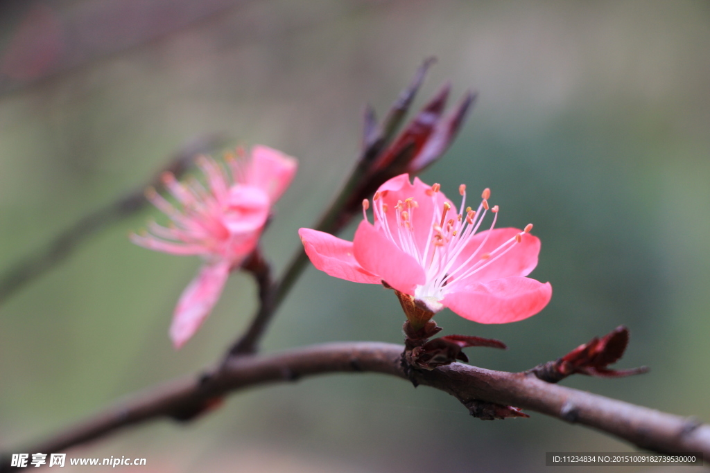 桃花