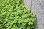 四叶草