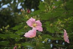 三峡木芙蓉