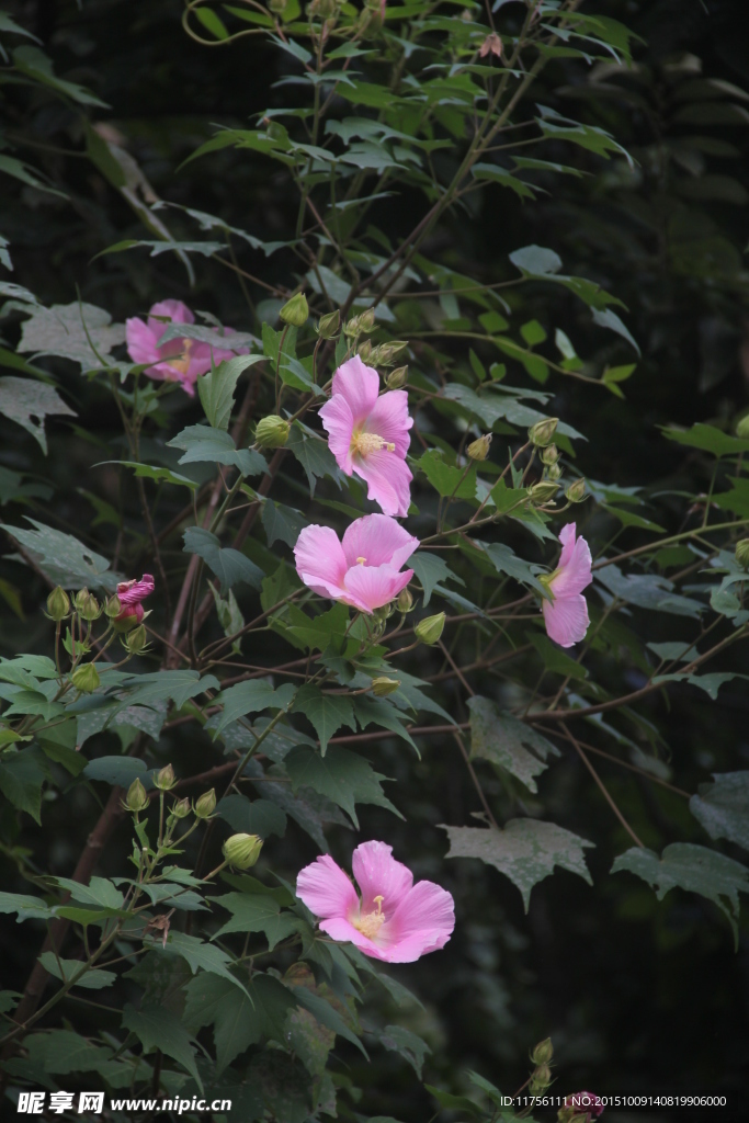 木芙蓉花