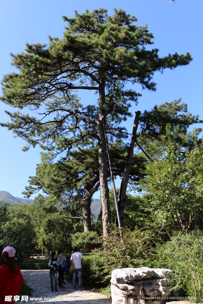 香山松树高清图片