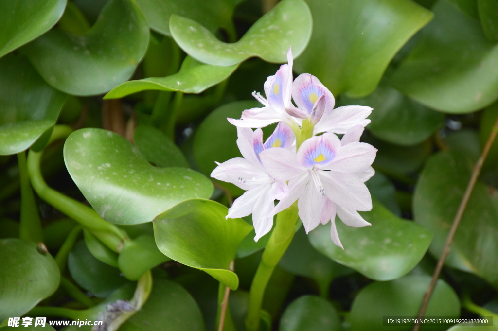 水葫芦花