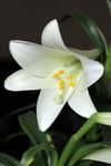 百合花