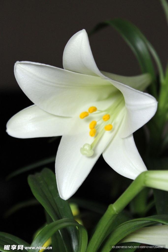 百合花