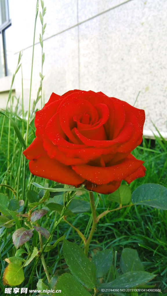 玫瑰花