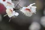 冬梅吐蕊