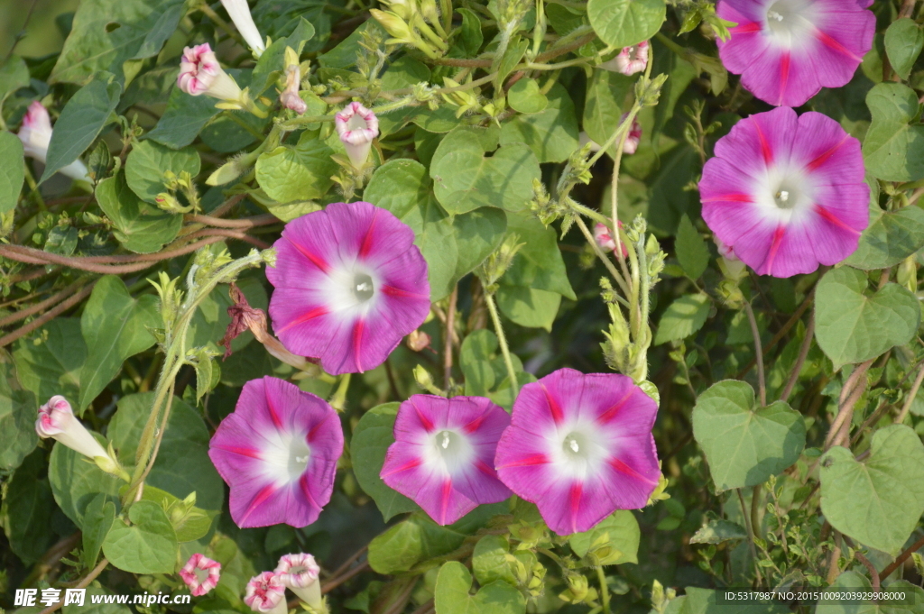 牵牛花