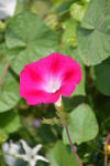 牵牛花